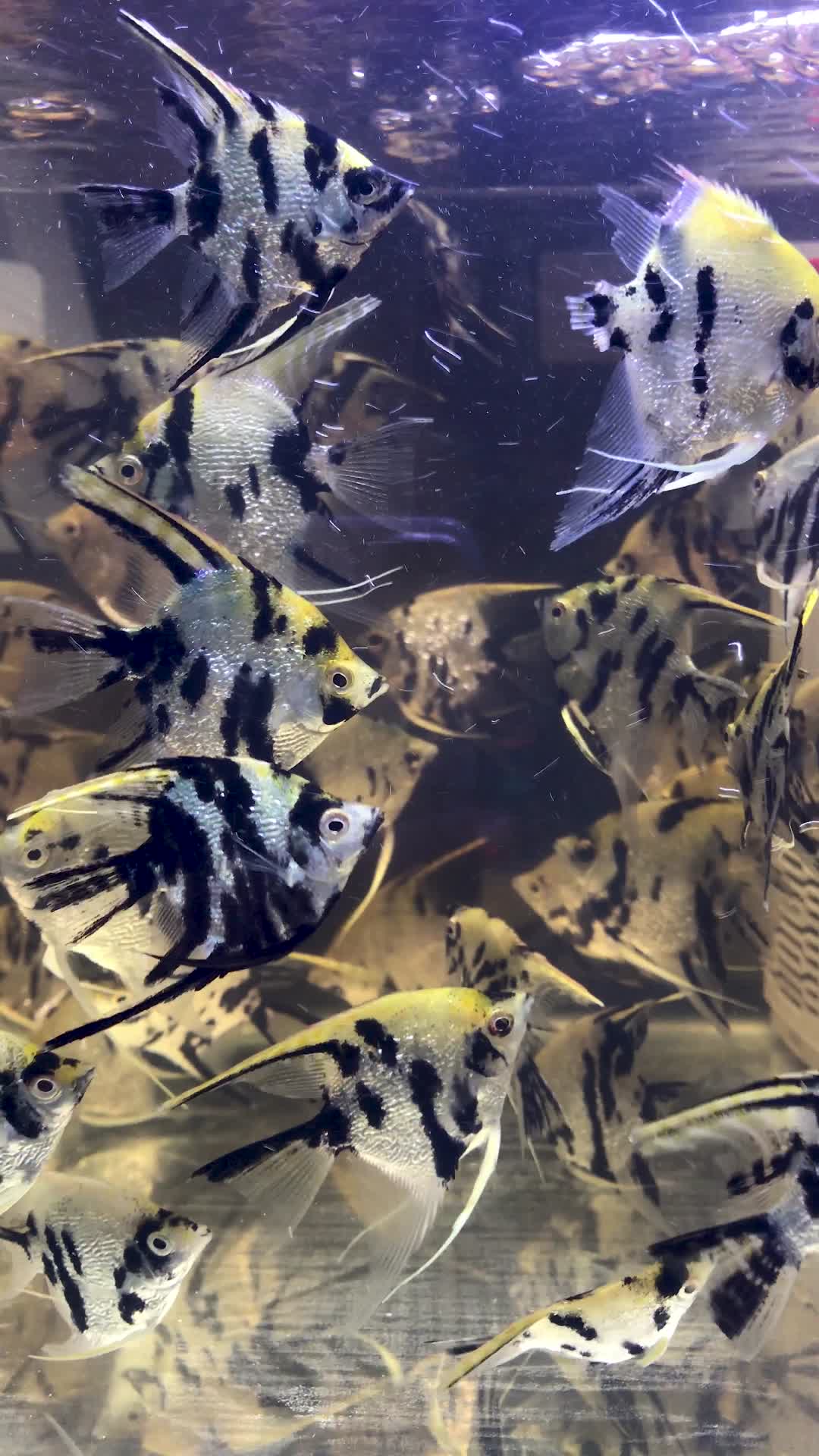鱼缸里的热带鱼神仙鱼视频的预览图