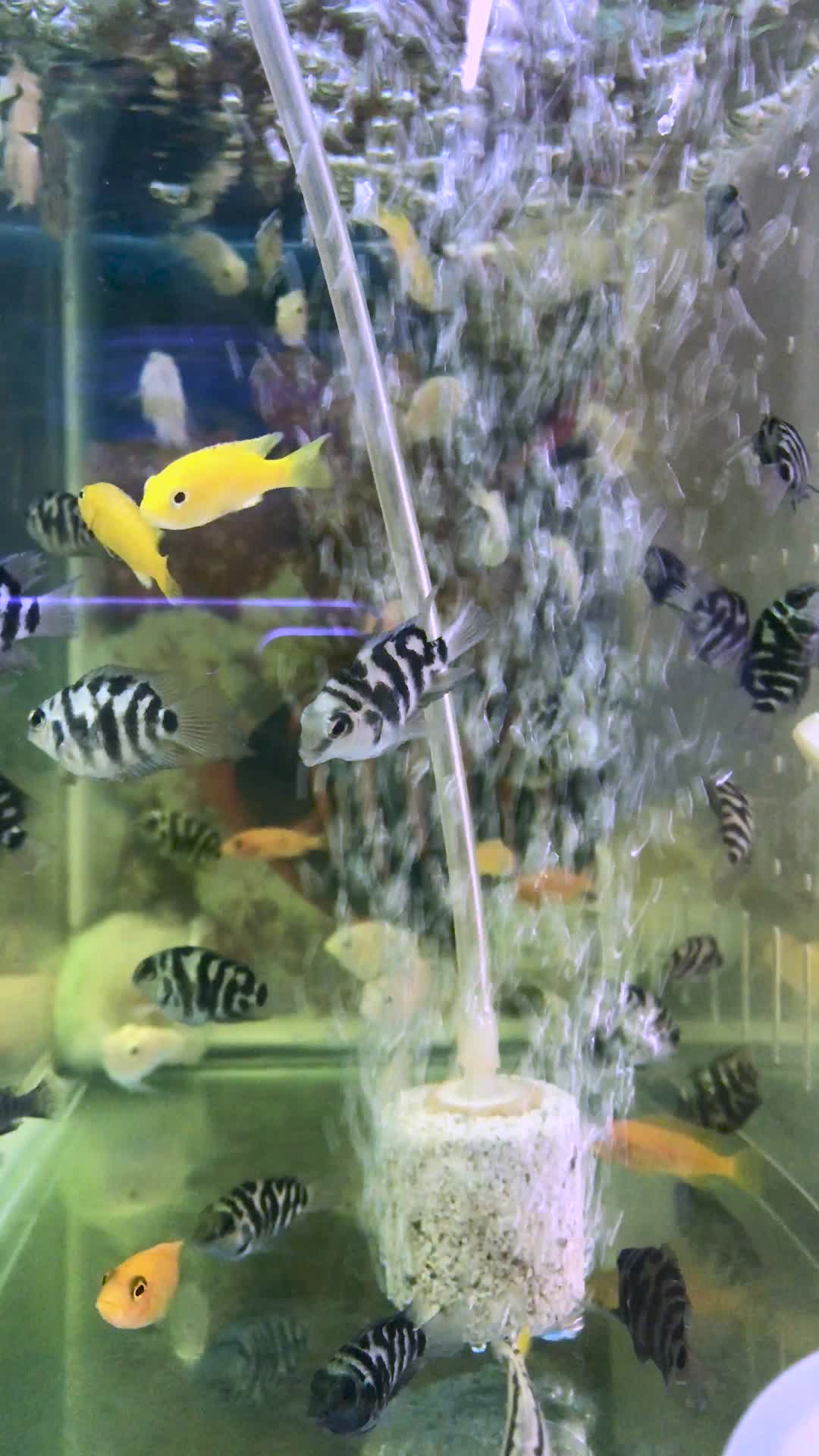 鱼缸里的热带鱼十间鱼视频的预览图
