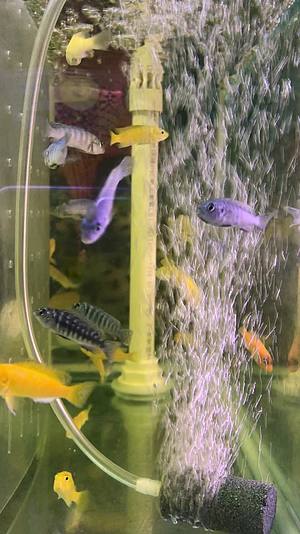 鱼缸里的热带鱼闪电王子鱼视频的预览图
