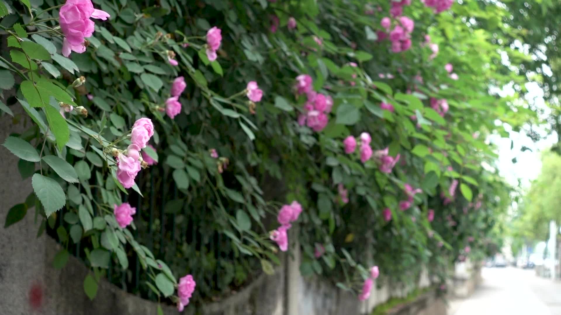 春天户外的蔷薇花视频的预览图