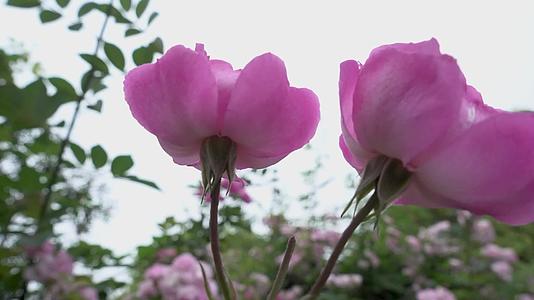 春天户外的蔷薇花视频的预览图