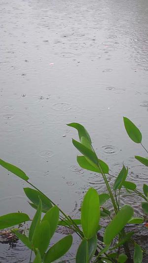 下雨天雨水滴落在池塘视频的预览图