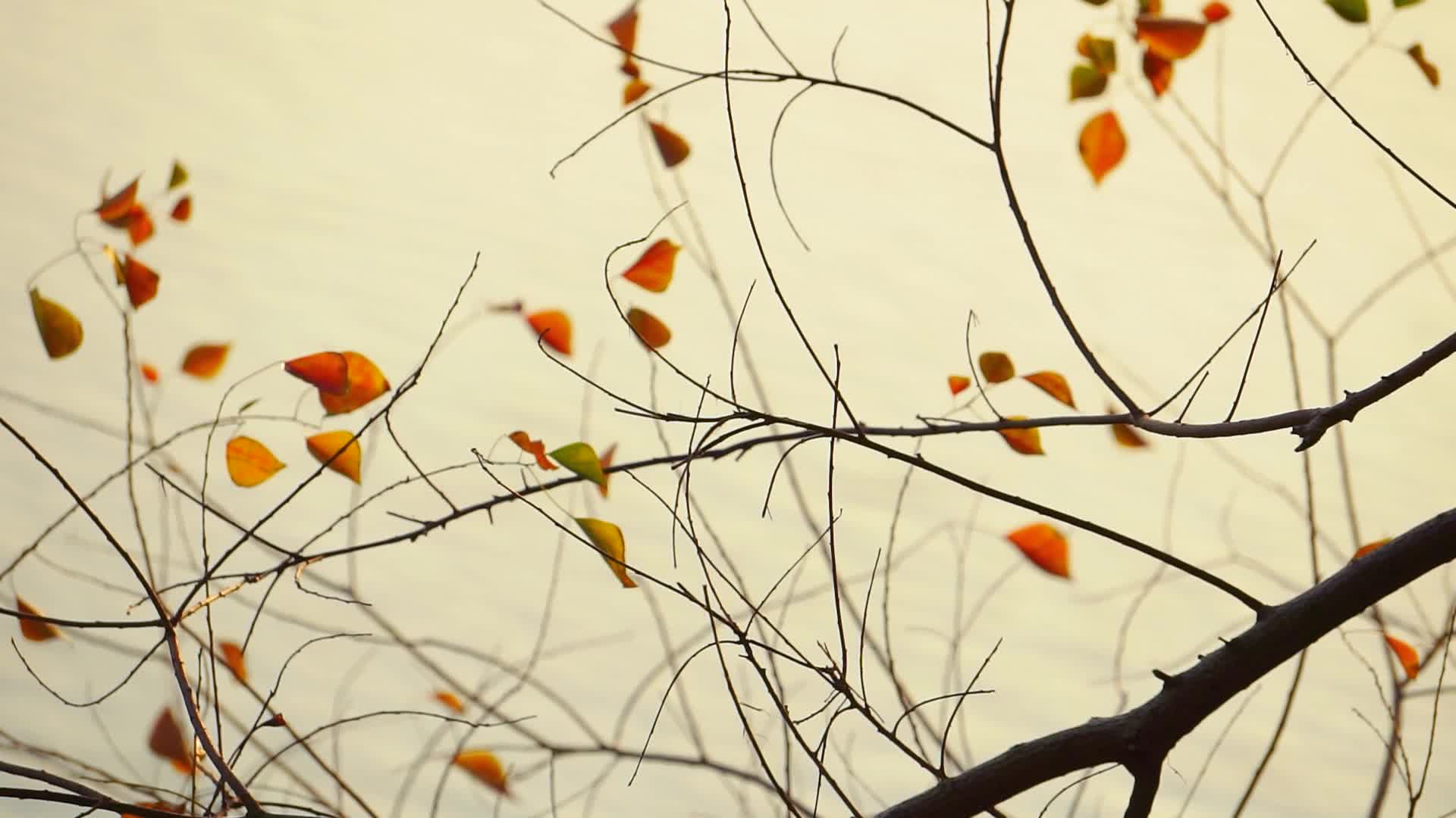 秋天的红叶1080实拍视频的预览图