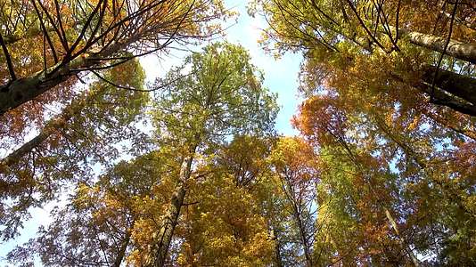 向上仰视的秋天树林的叶子4k实拍视频的预览图