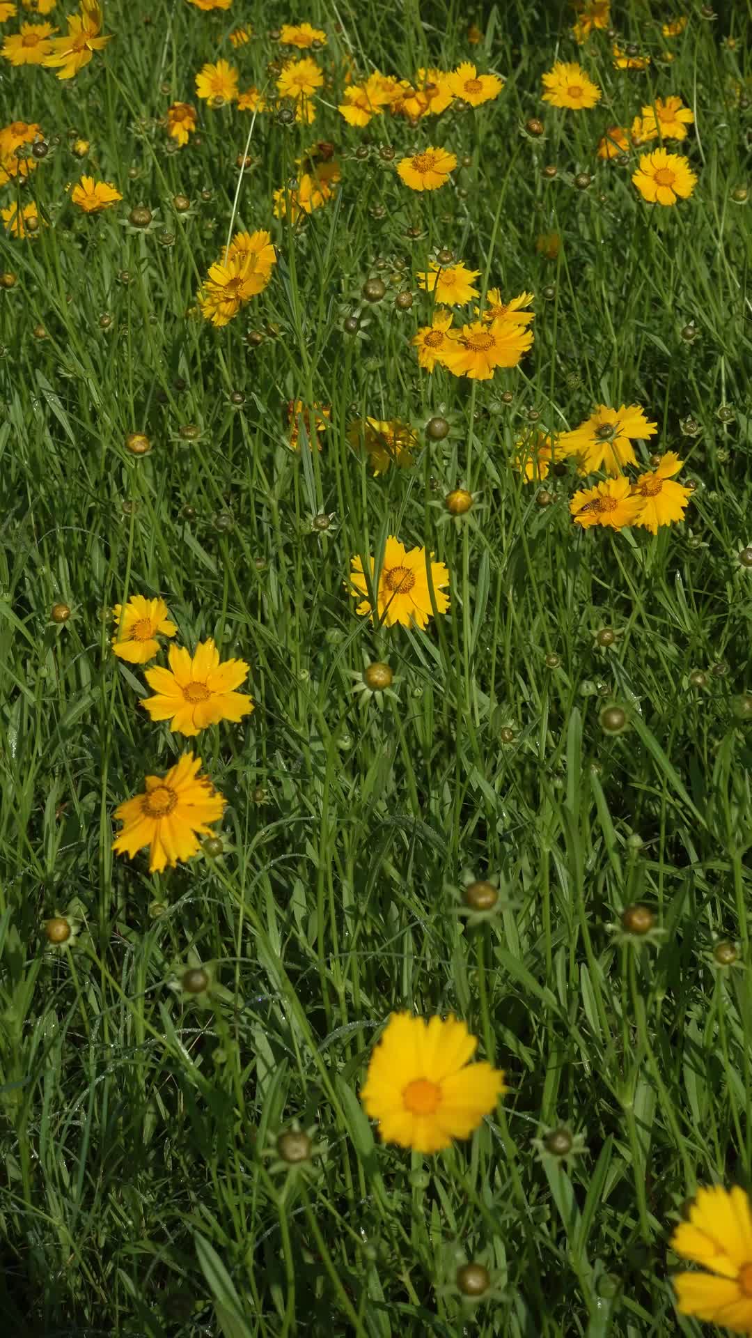 春天公园大片的非洲菊视频的预览图