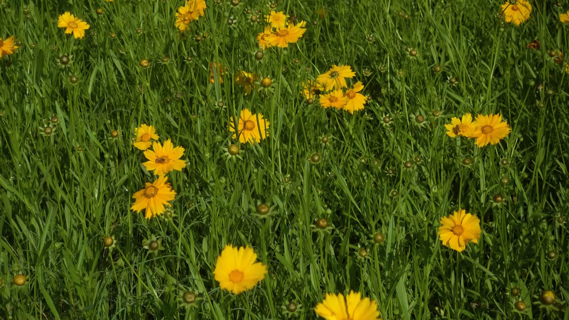 黄色的非洲菊花4k实拍视频的预览图