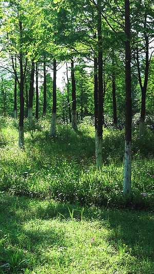 春天的公园幽静小树林视频的预览图