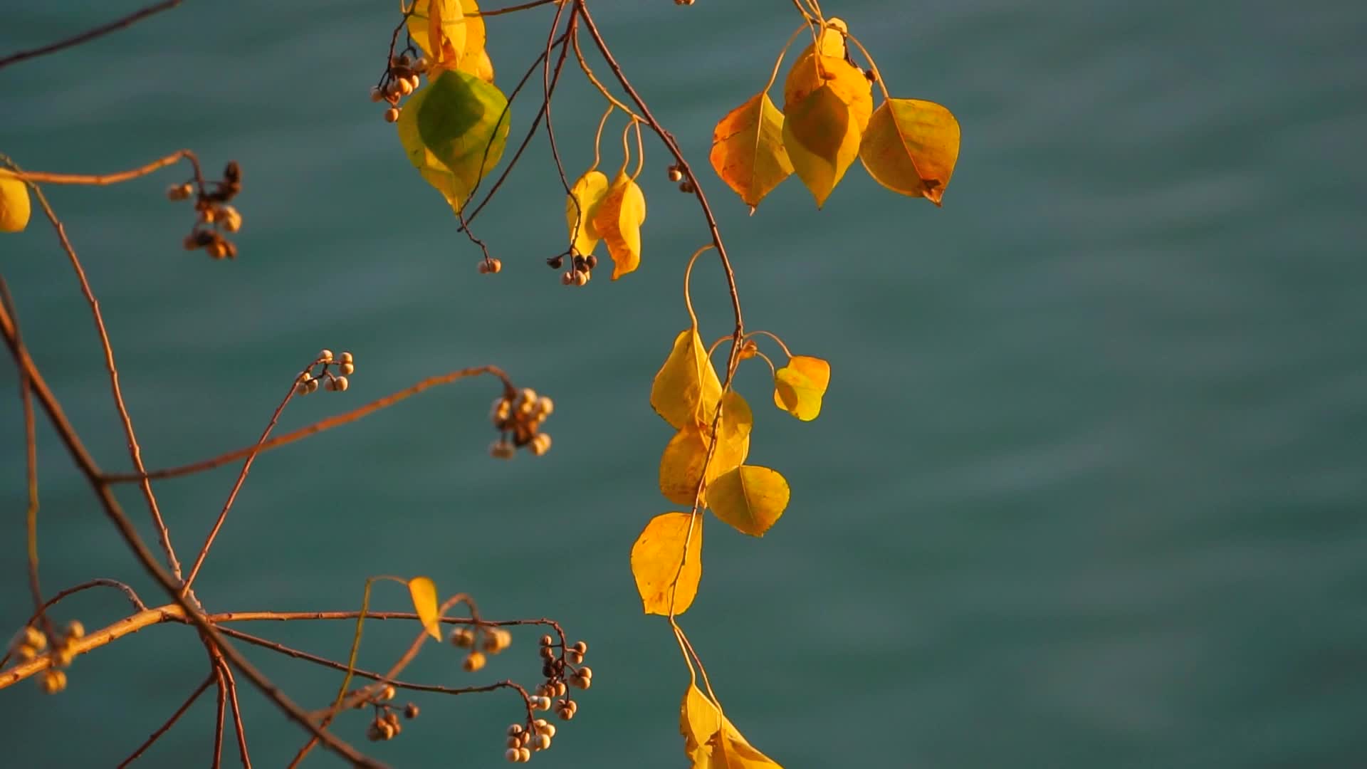 秋天湖边枯萎的红叶视频的预览图