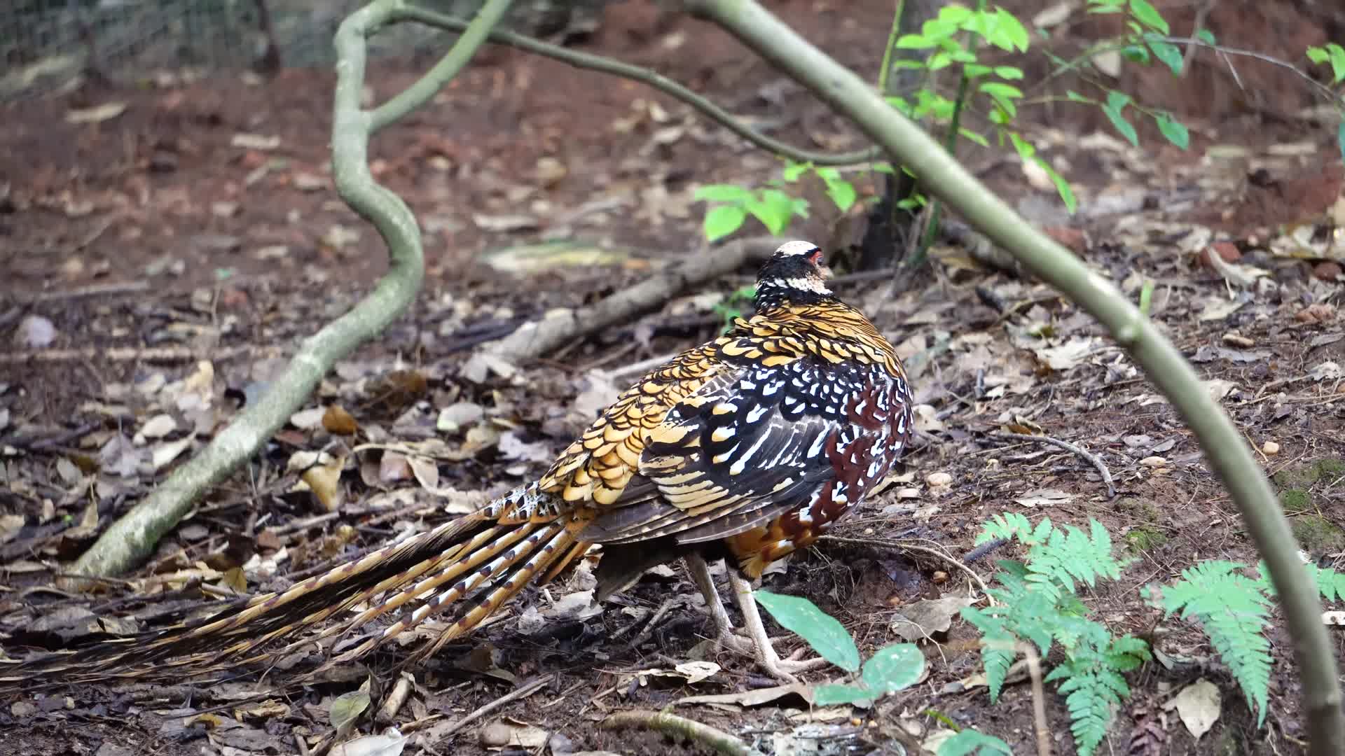 国家二级保护动物长尾雉视频的预览图