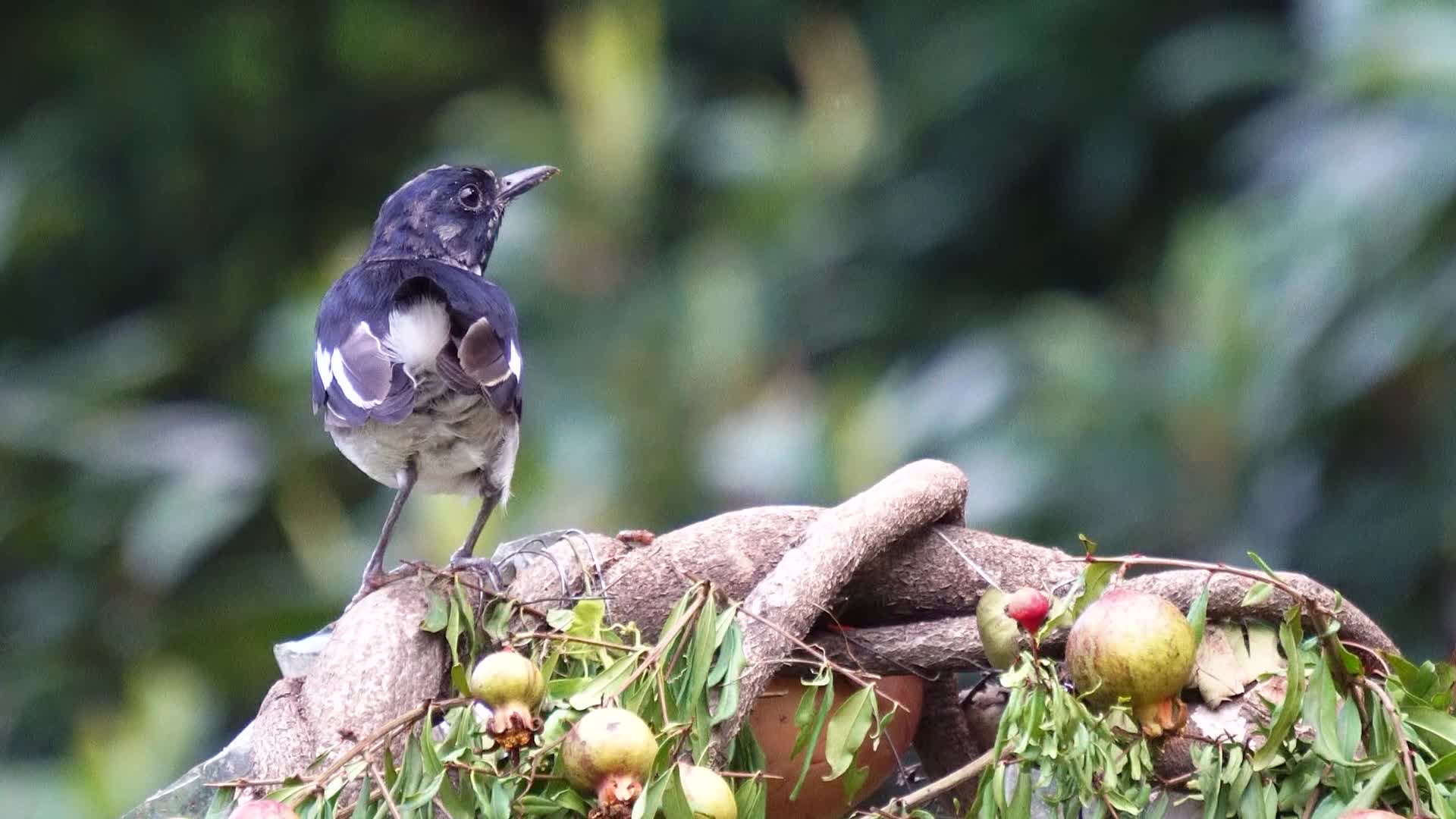 一只小鸟在树枝上啄食虫子4k实拍视频的预览图