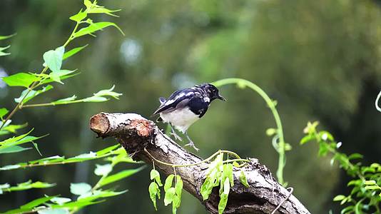 一只小鸟在树枝上啄食虫子4k实拍视频的预览图