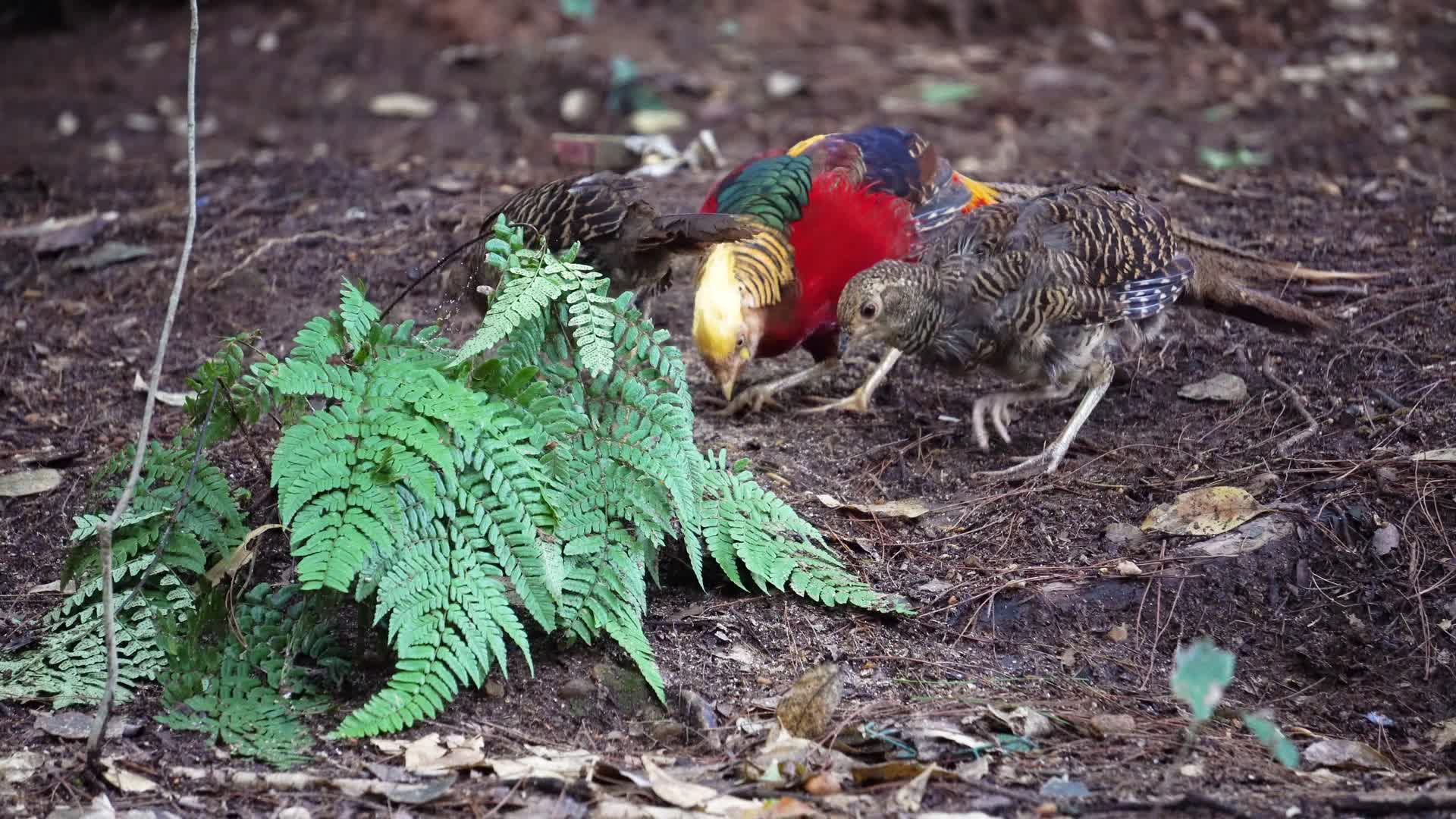 野生动物红腹锦鸡与长尾雉在吃食视频的预览图