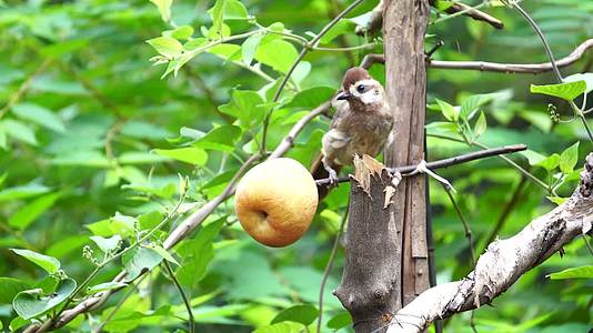 一只小鸟在树上啄食苹果视频的预览图