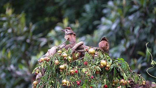 二只小鸟在树枝上啄食4k实拍视频的预览图