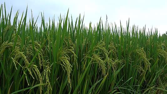 乡村绿油油水稻田4k实拍视频的预览图
