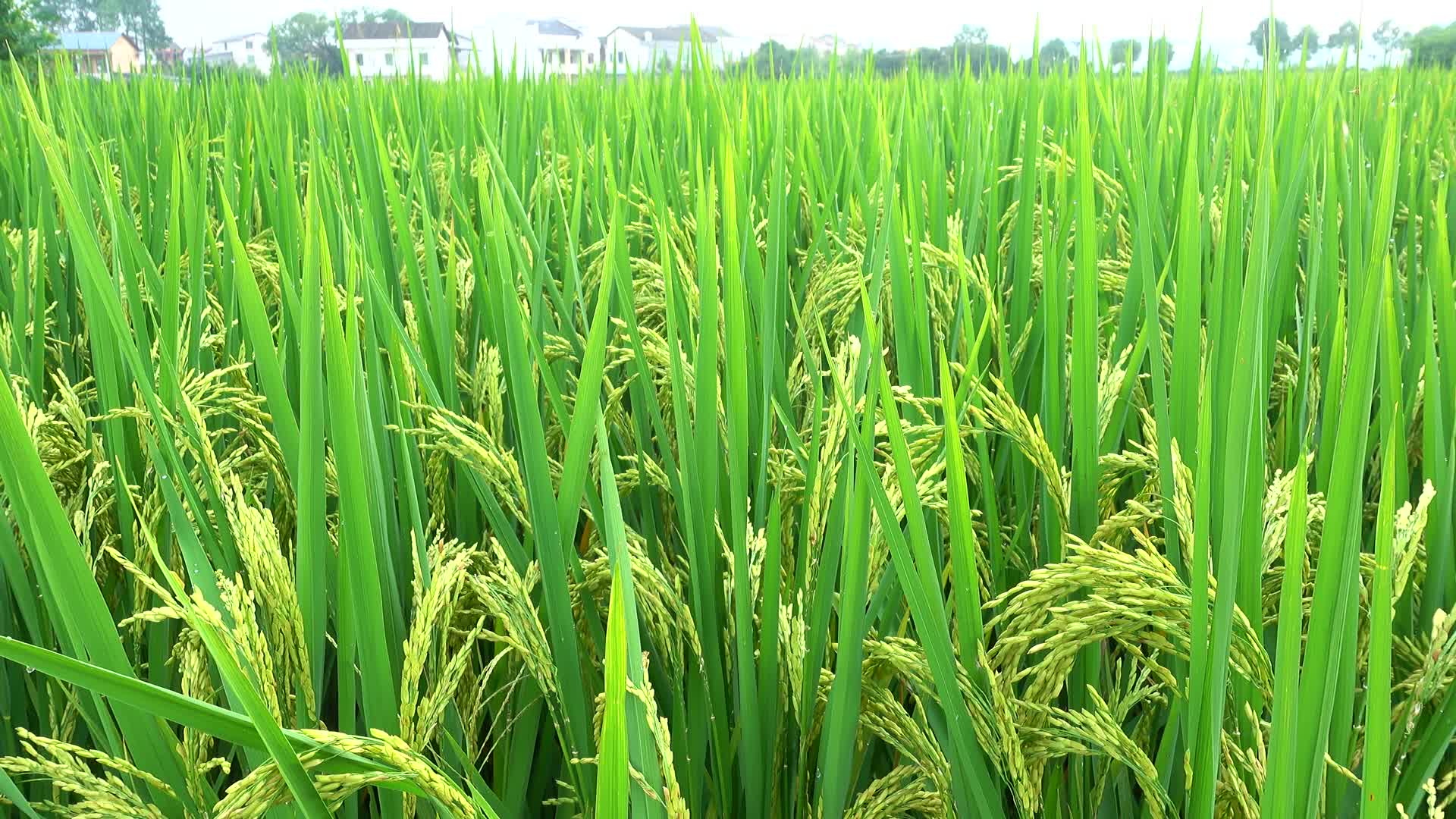 乡村绿油油水稻田4k实拍视频的预览图