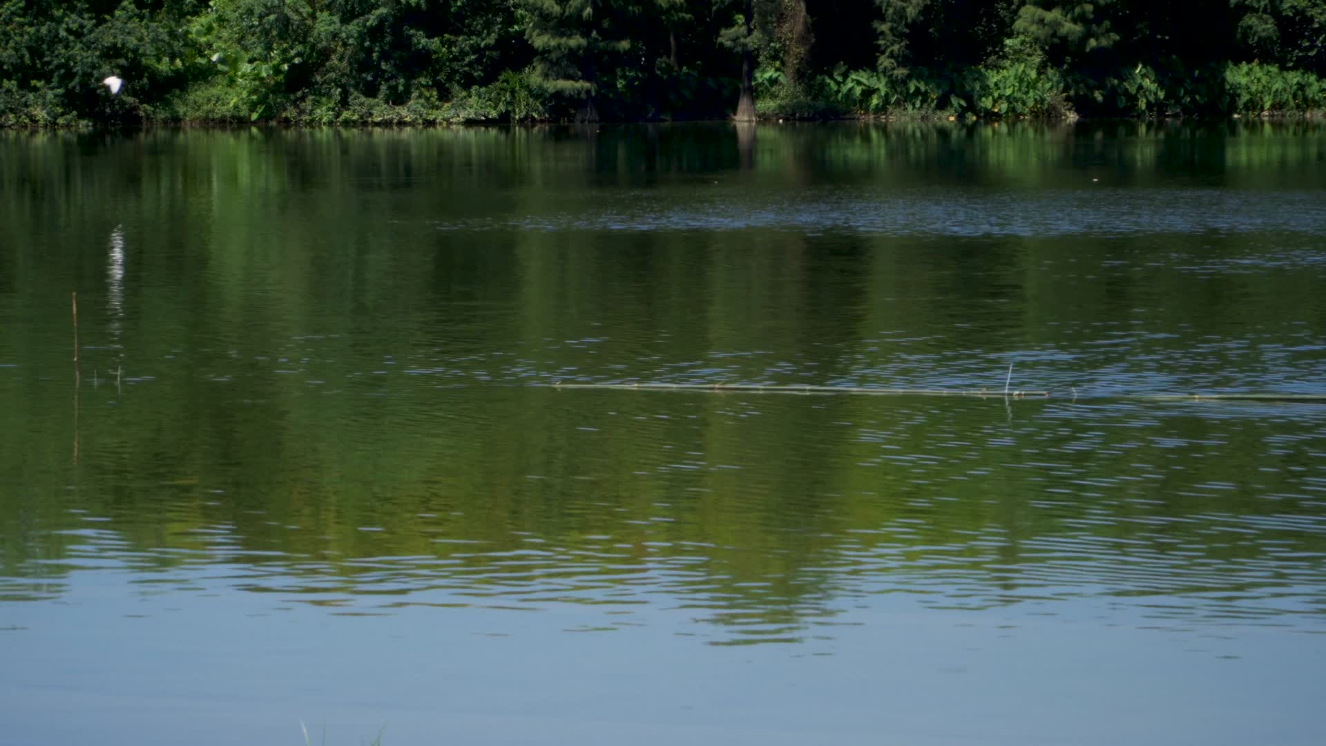 在湿地公园湖水上空飞过的鸟群视频的预览图