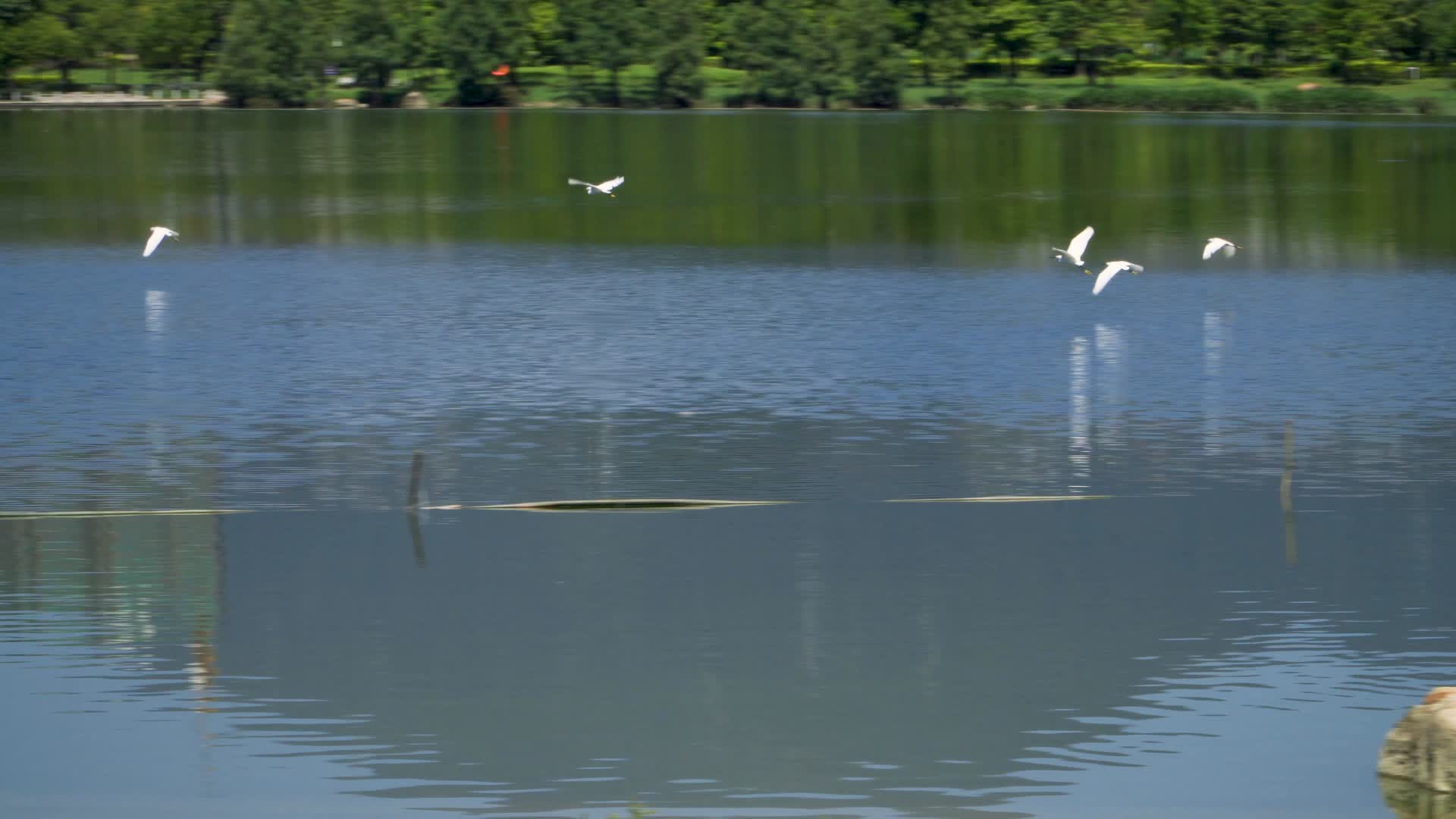 在湿地公园湖水上空飞过的鸟群视频的预览图
