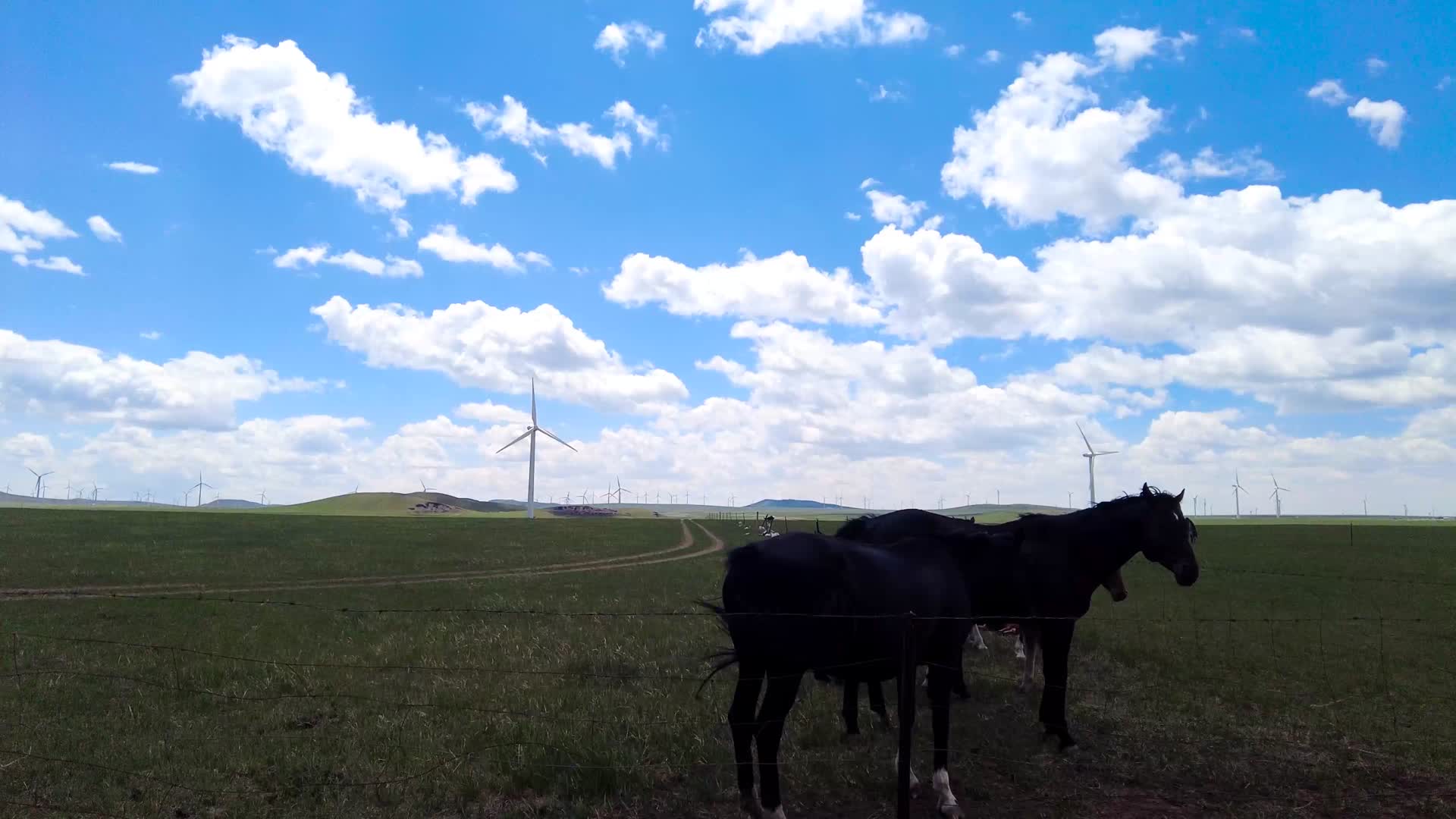 内蒙古草原上的发电大风车和悠闲的马群午后4k拍摄视频视频的预览图
