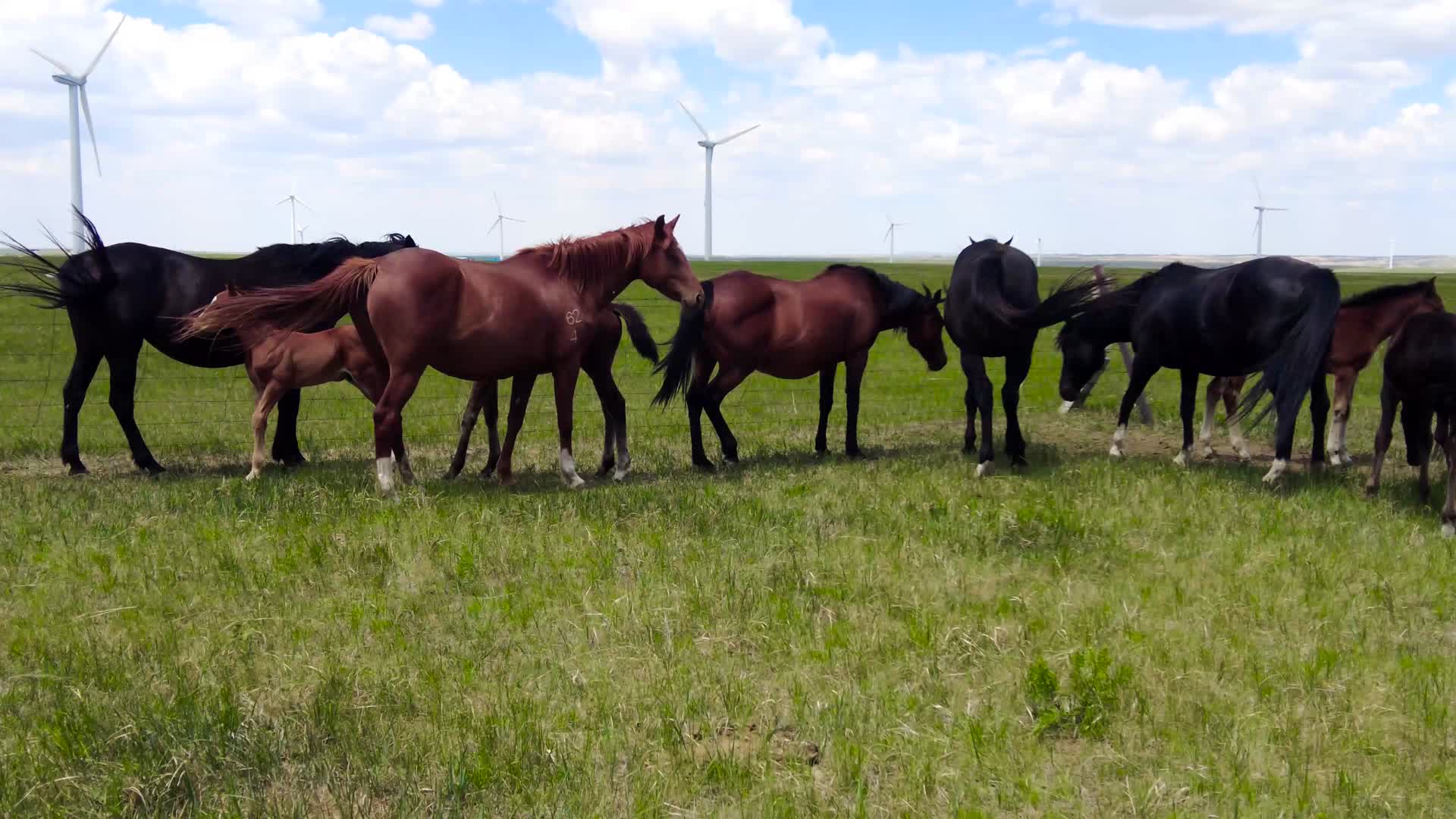 内蒙古草原上的发电大风车和悠闲的马群午后4k拍摄视频视频的预览图