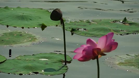 荷池塘荷叶荷花水塘人工湖莲子莲藕绿色环保视频的预览图