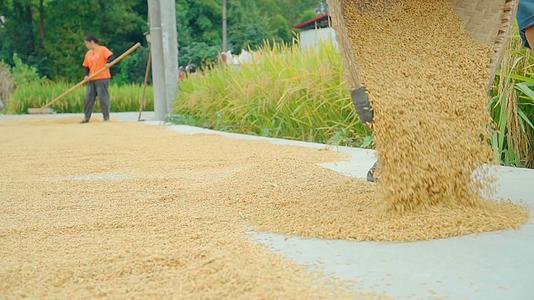 稻田结实丰收的水稻晾晒农村收割视频的预览图