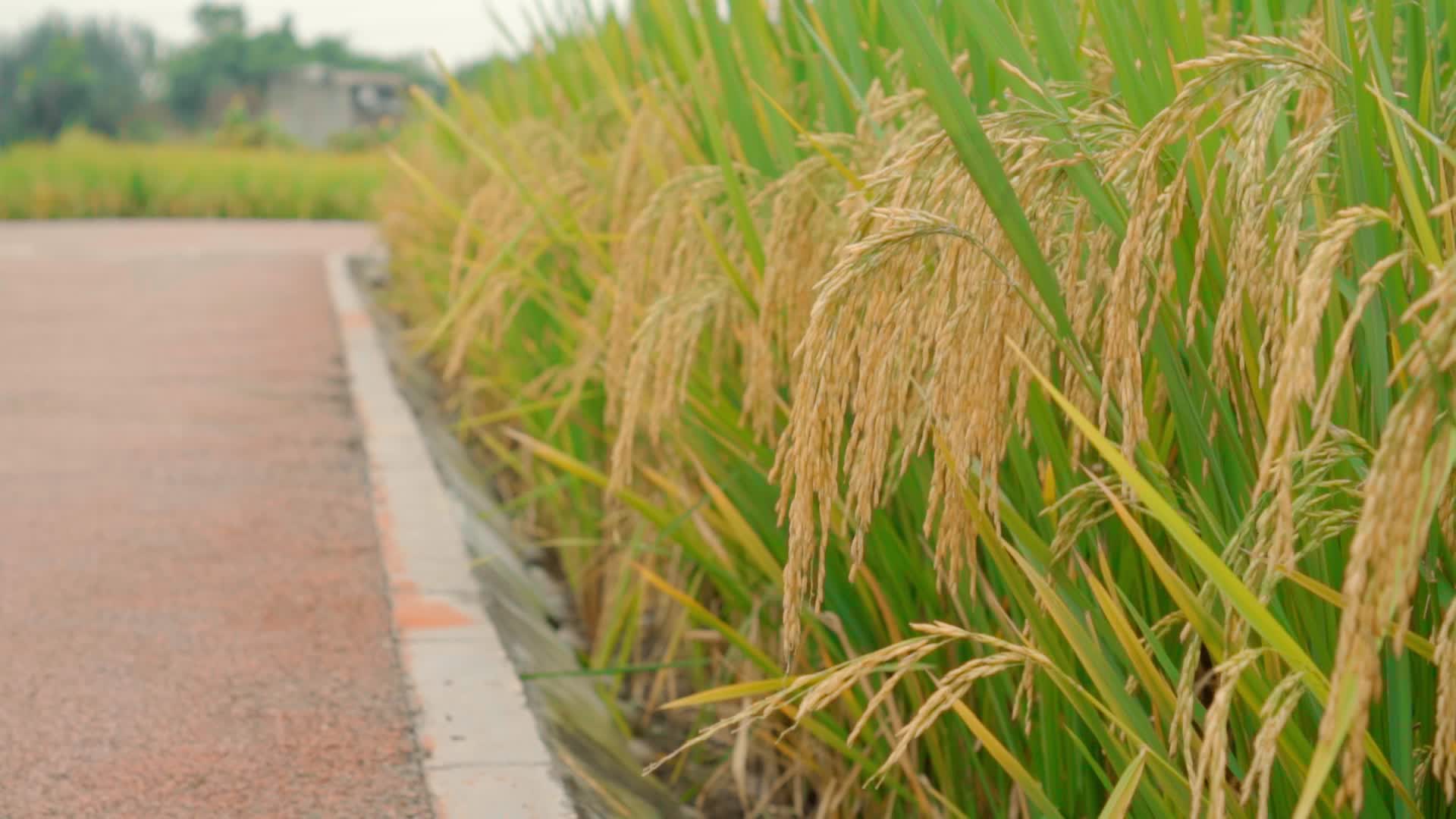 稻田结实丰收的水稻田园生活粮食视频的预览图