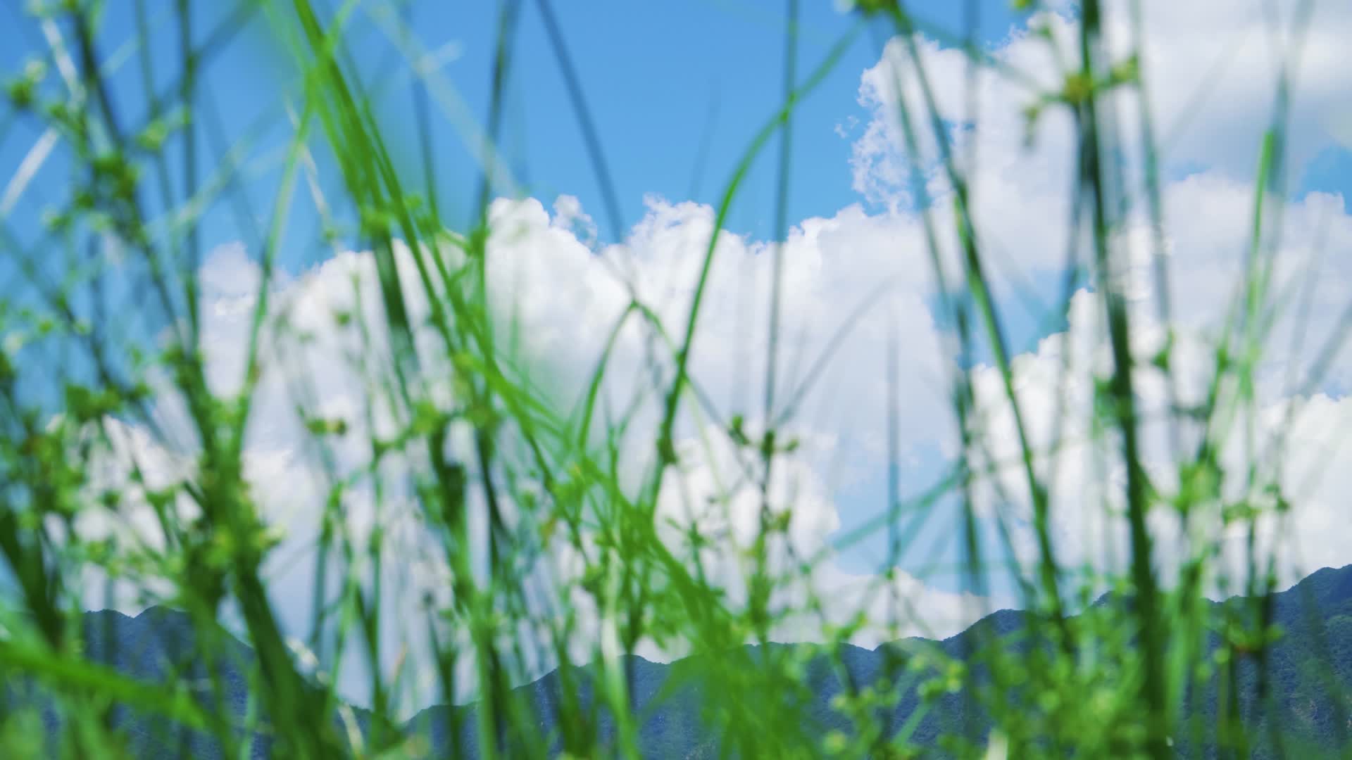 蓝天白云下的绿色草丛视频的预览图