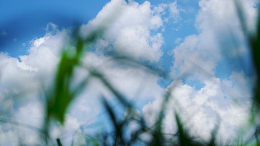 蓝天白云下的绿色草丛视频的预览图