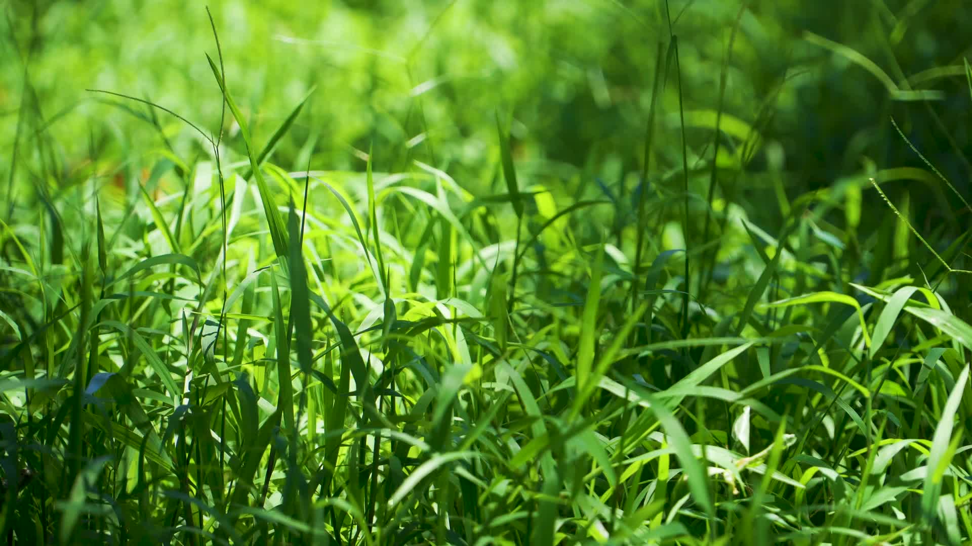 小清新夏日阳光下的绿色草丛视频的预览图