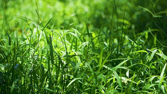 小清新夏日阳光下的绿色草丛视频的预览图