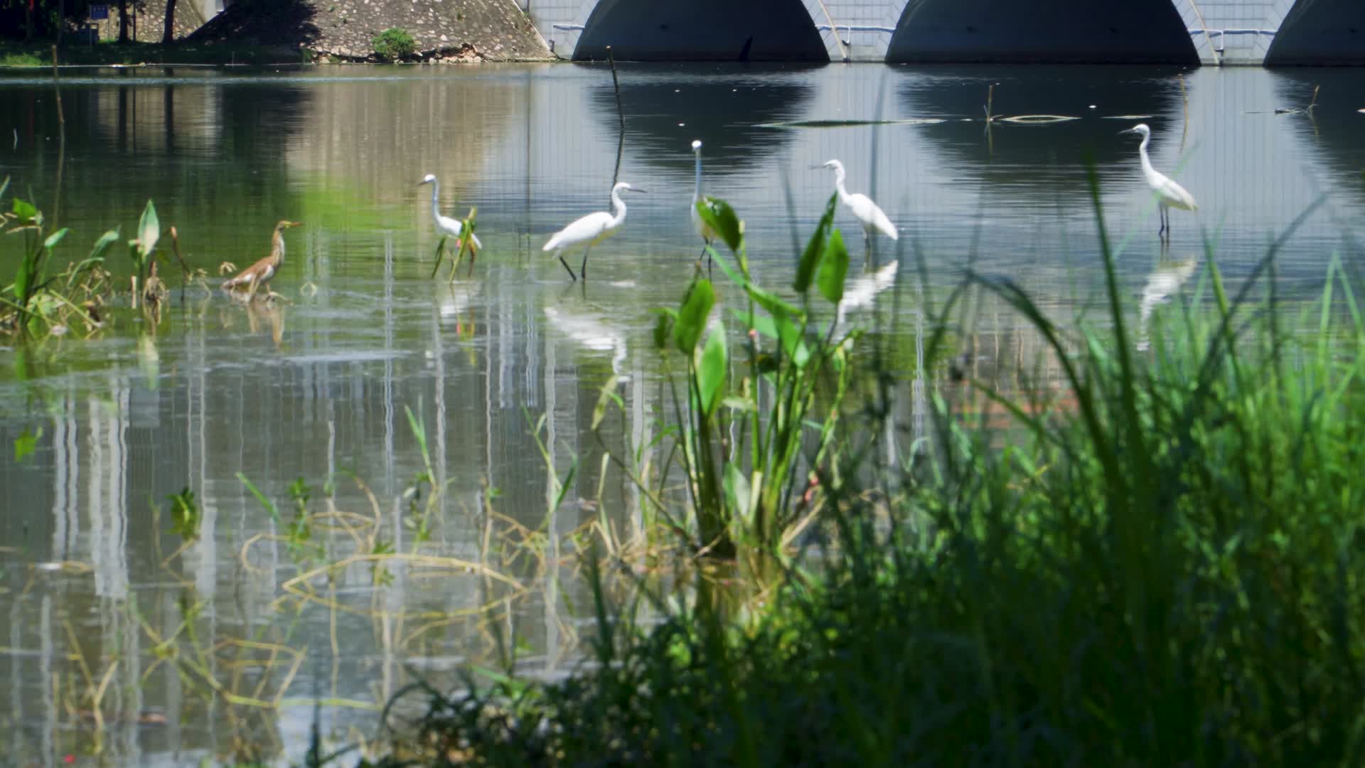 在湿地公园湖水水边的白鹭鸟视频的预览图