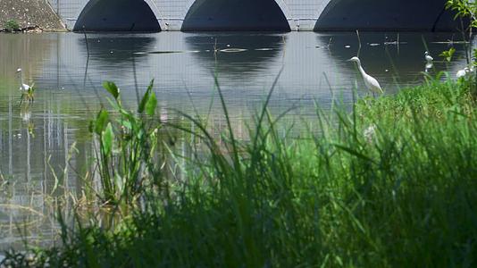 在湿地公园湖水水边的白鹭鸟视频的预览图
