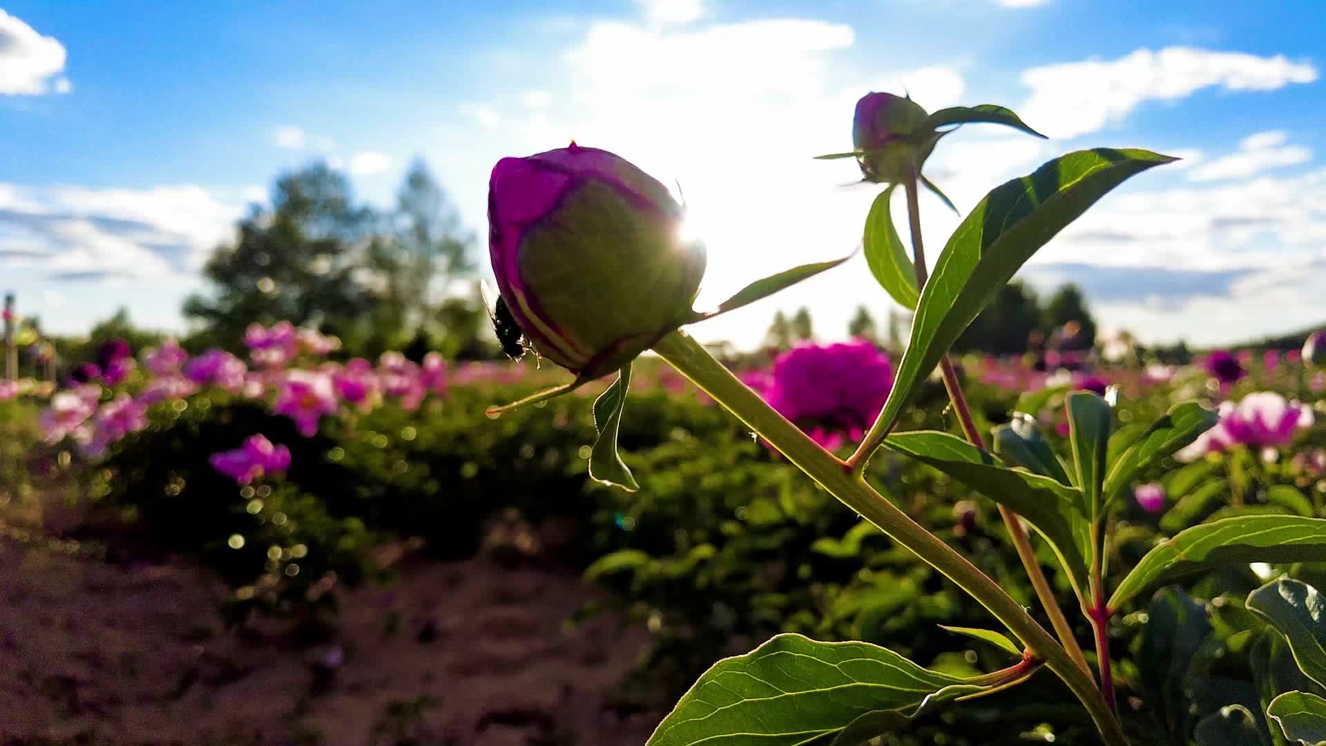 锡林浩特市南山公园逆光下的紫色野生芍药花海傍晚4k拍摄视频视频的预览图