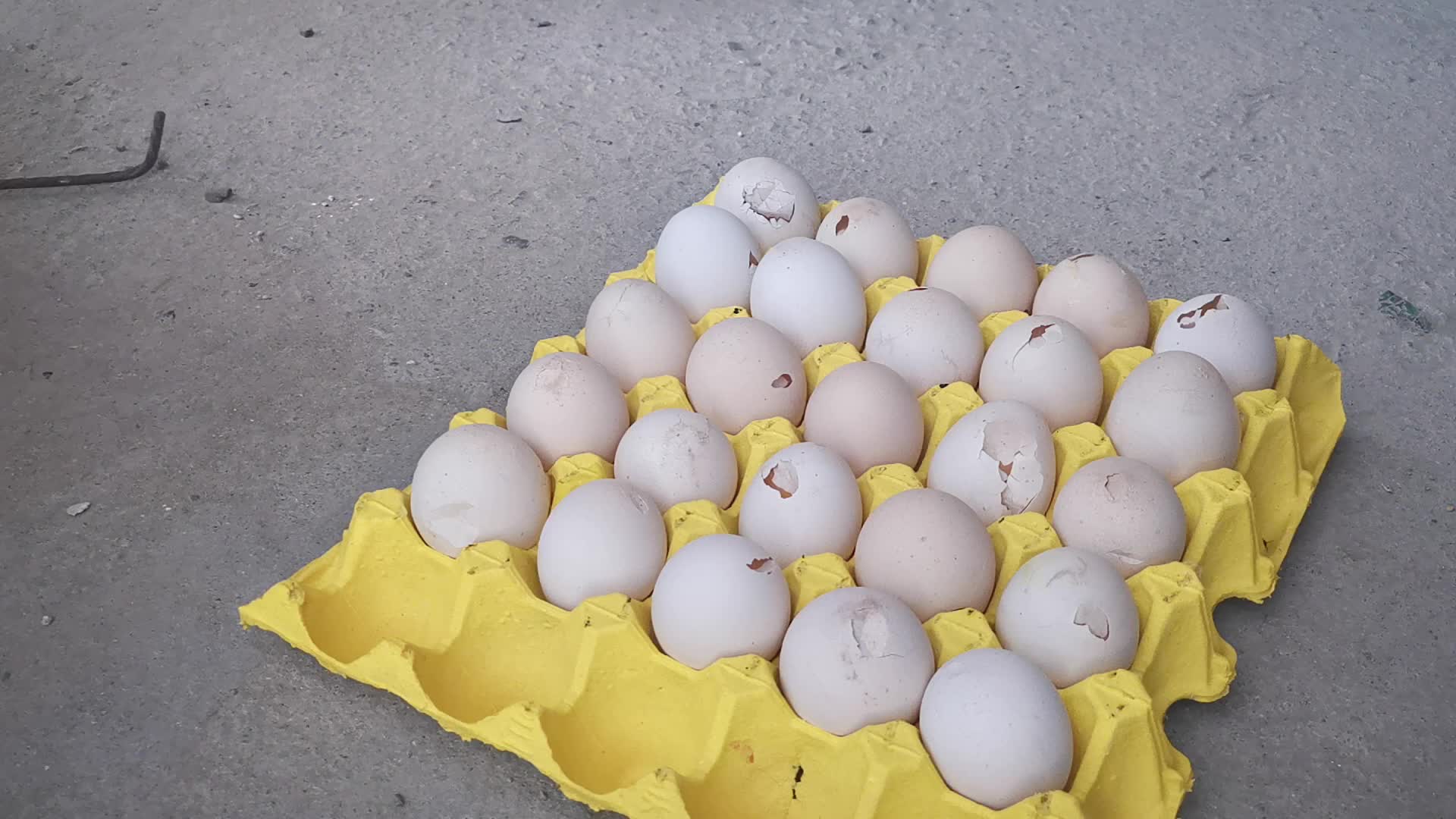 蛋鸡养殖户的薄皮蛋破壳蛋视频的预览图