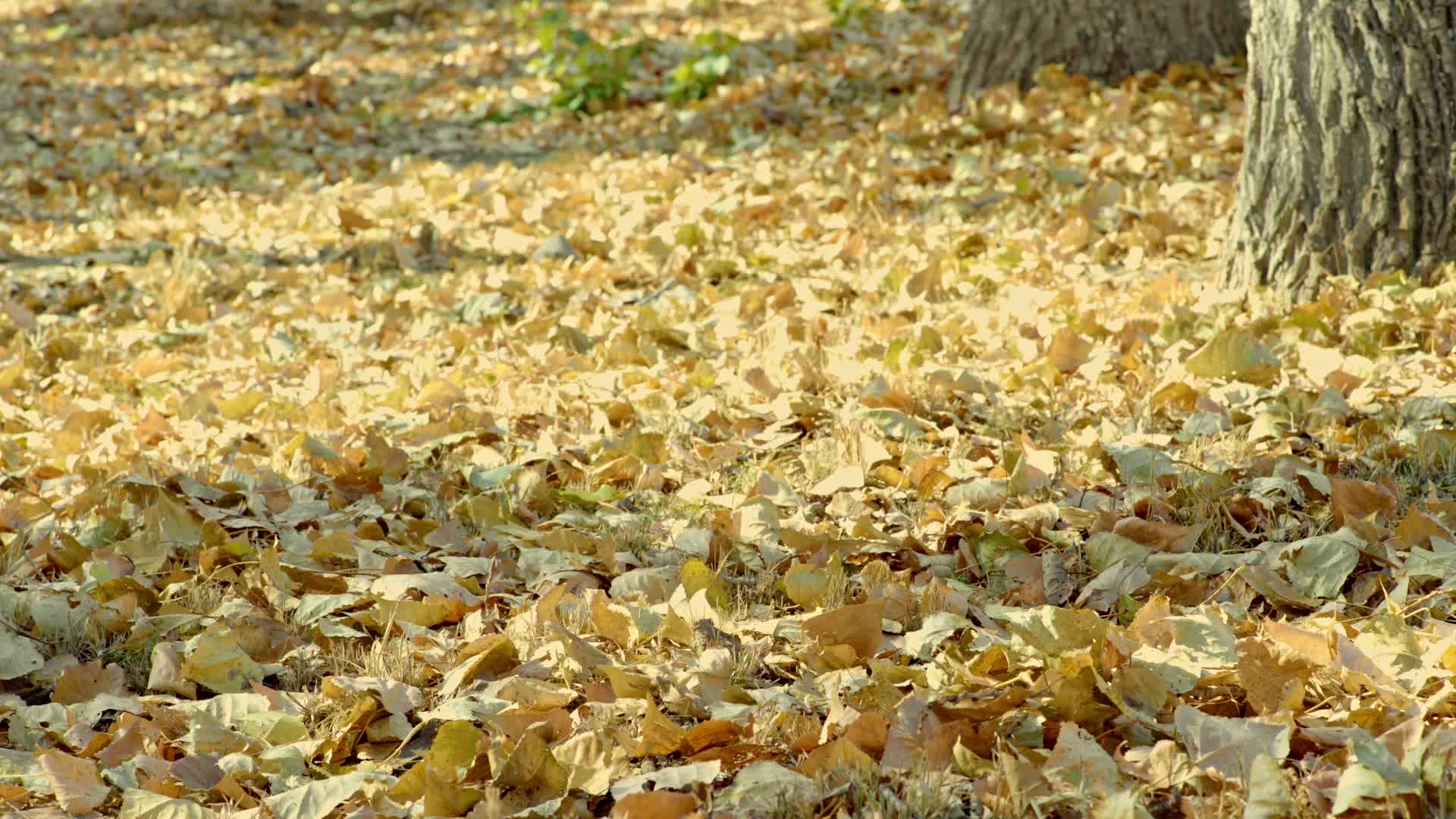 深秋银杏树金黄落叶遍地视频的预览图