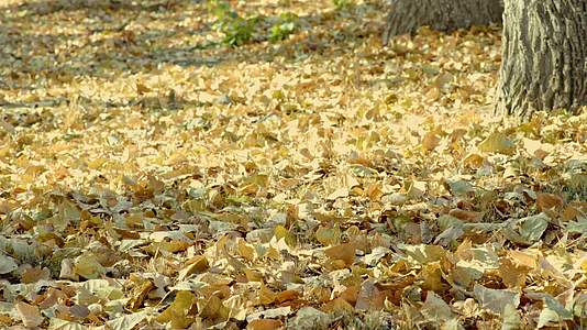 深秋银杏树金黄落叶遍地视频的预览图