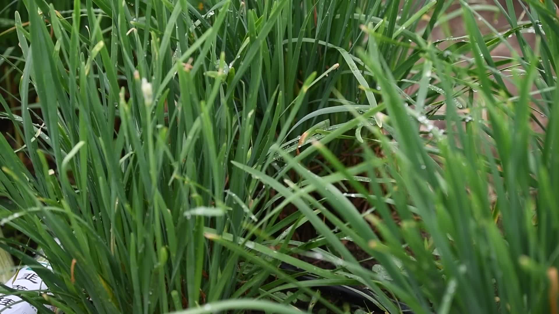 韭菜生长地里水滴蔬菜韭菜挂面视频视频的预览图