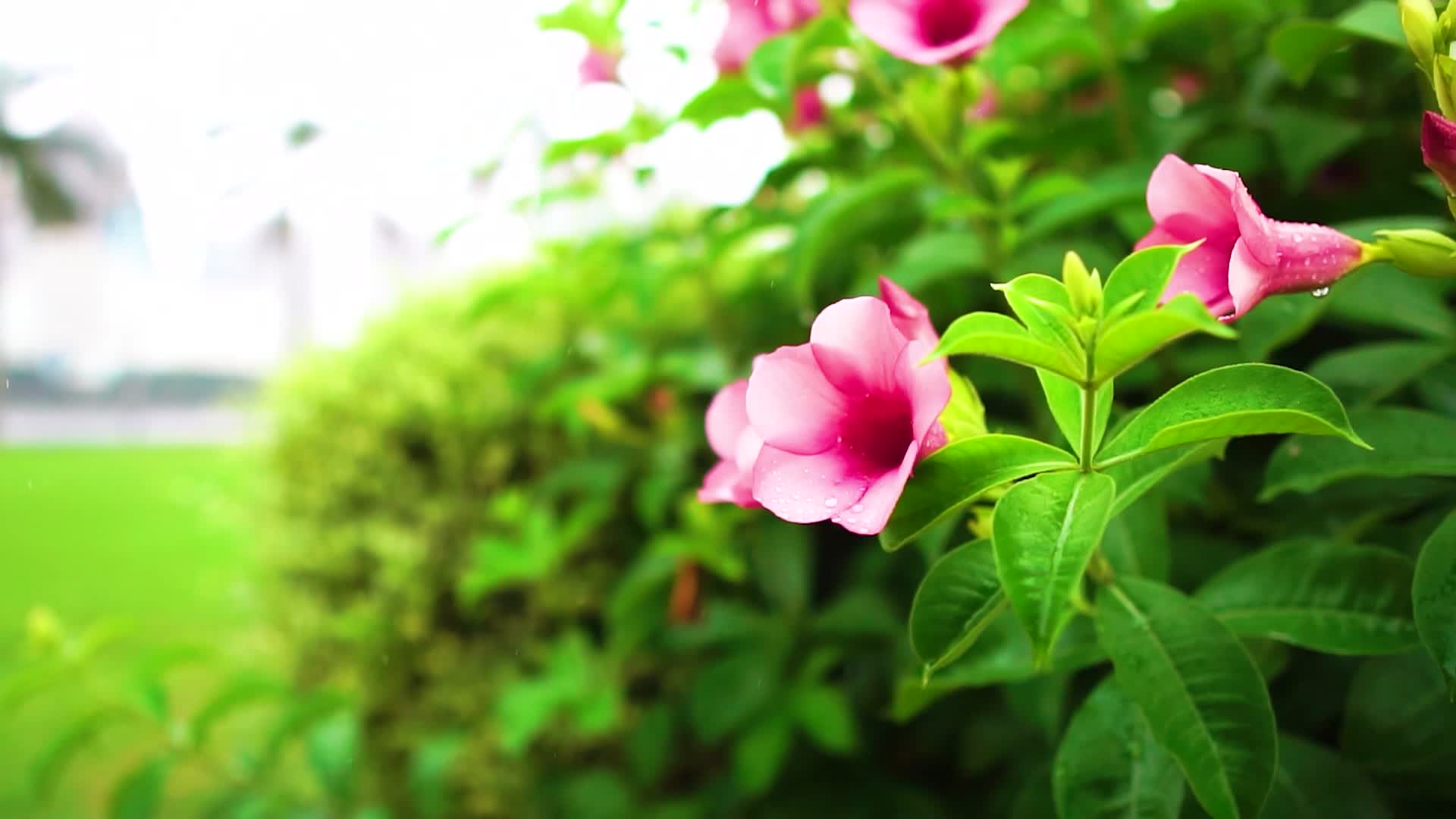 4k节气立春合集花朵盛开空镜头花花草草视频的预览图