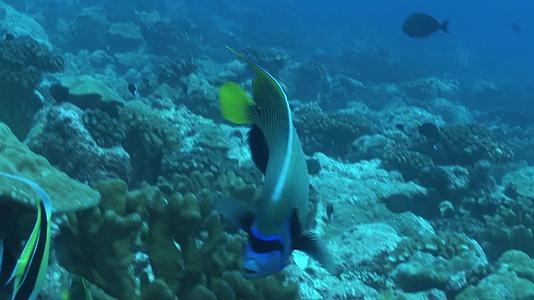 海底世界合集海洋生物鱼类合集鲨鱼珊瑚视频的预览图