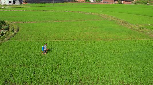 农业宣传片4K广西航拍桂林稻田合集视频的预览图