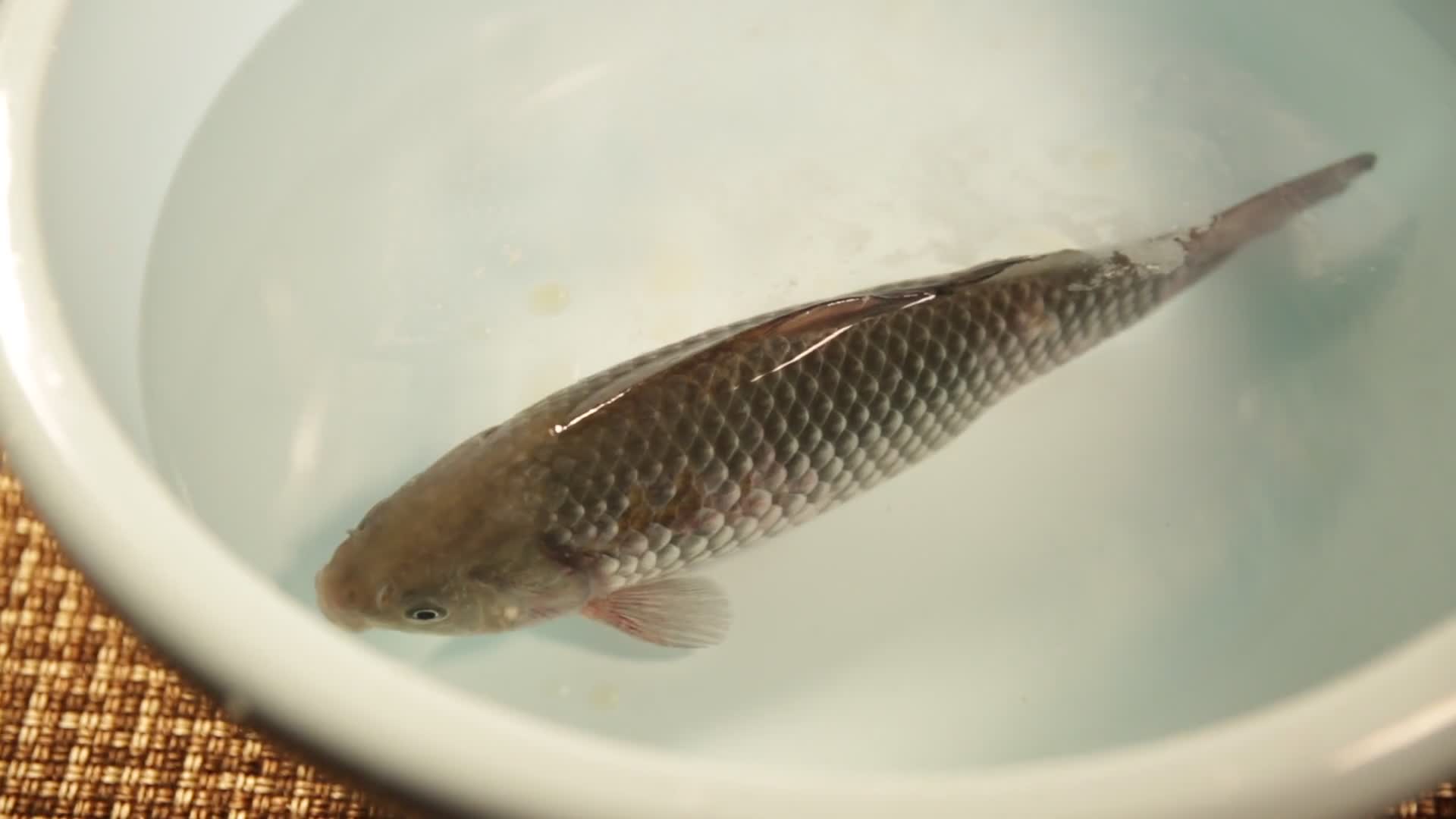 水盆养鲫鱼视频的预览图