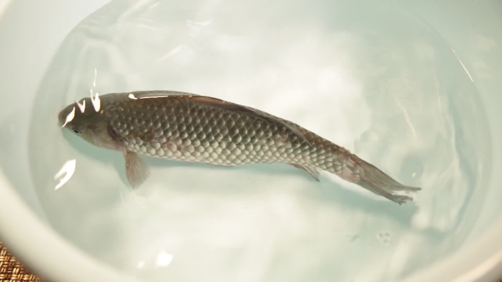 水盆养鲫鱼视频的预览图
