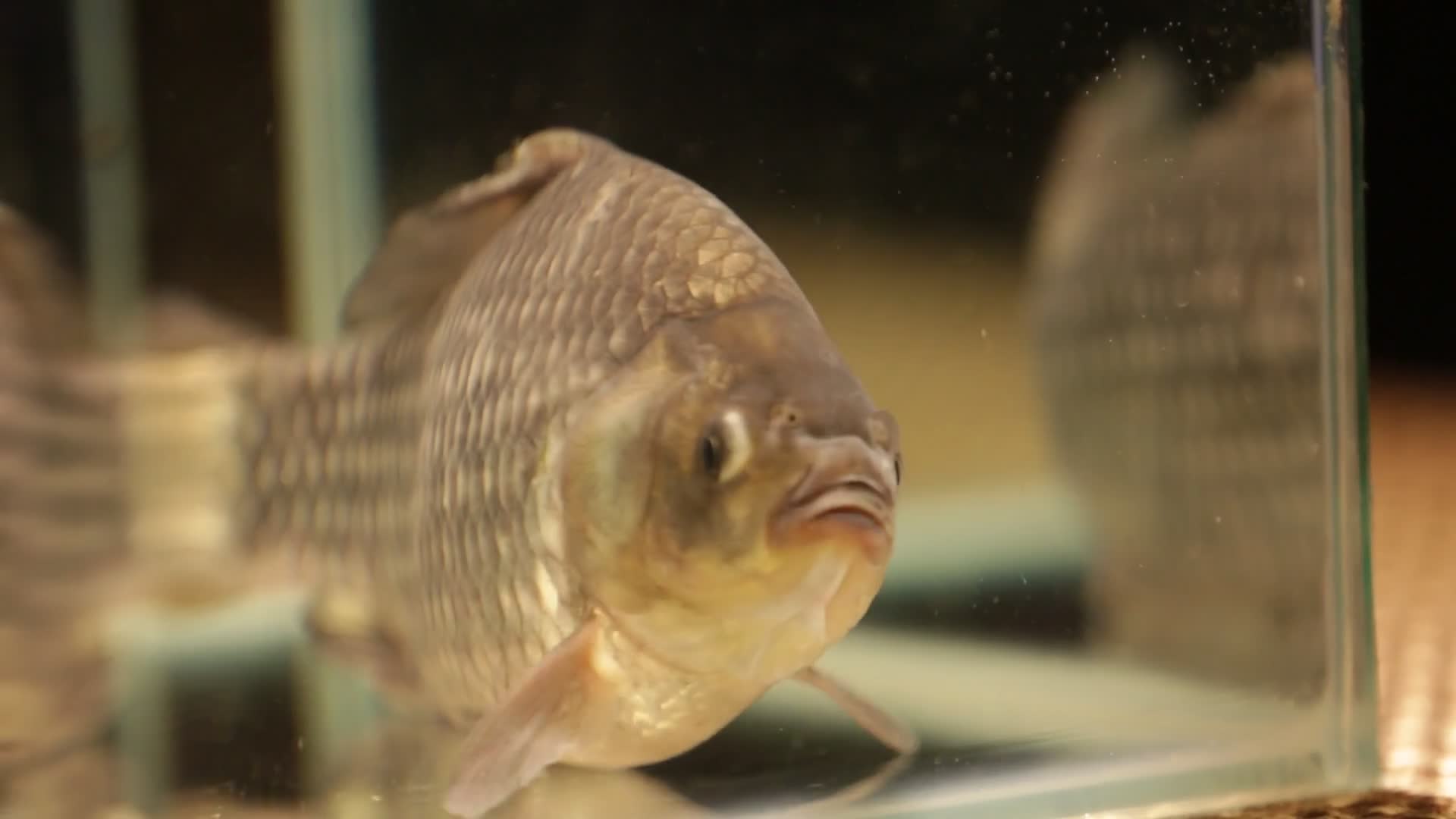 鱼缸养水中游动的鲫鱼视频的预览图
