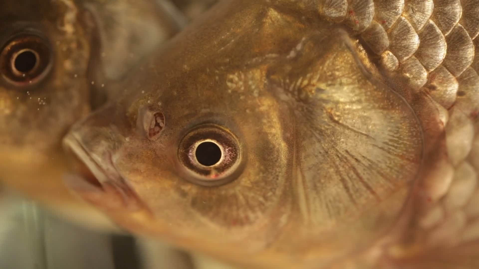 鱼缸养水中游动的鲫鱼视频的预览图