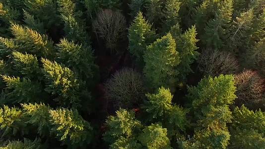 森林树林实拍高清航拍视频的预览图
