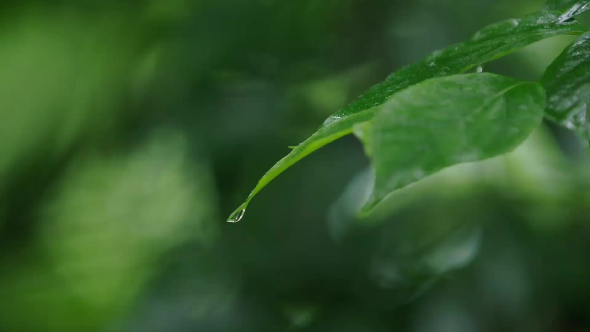 深圳梧桐山自然风景生态环境视频的预览图