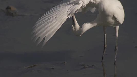 深圳梧桐山自然风景生态环境鸟类视频视频的预览图