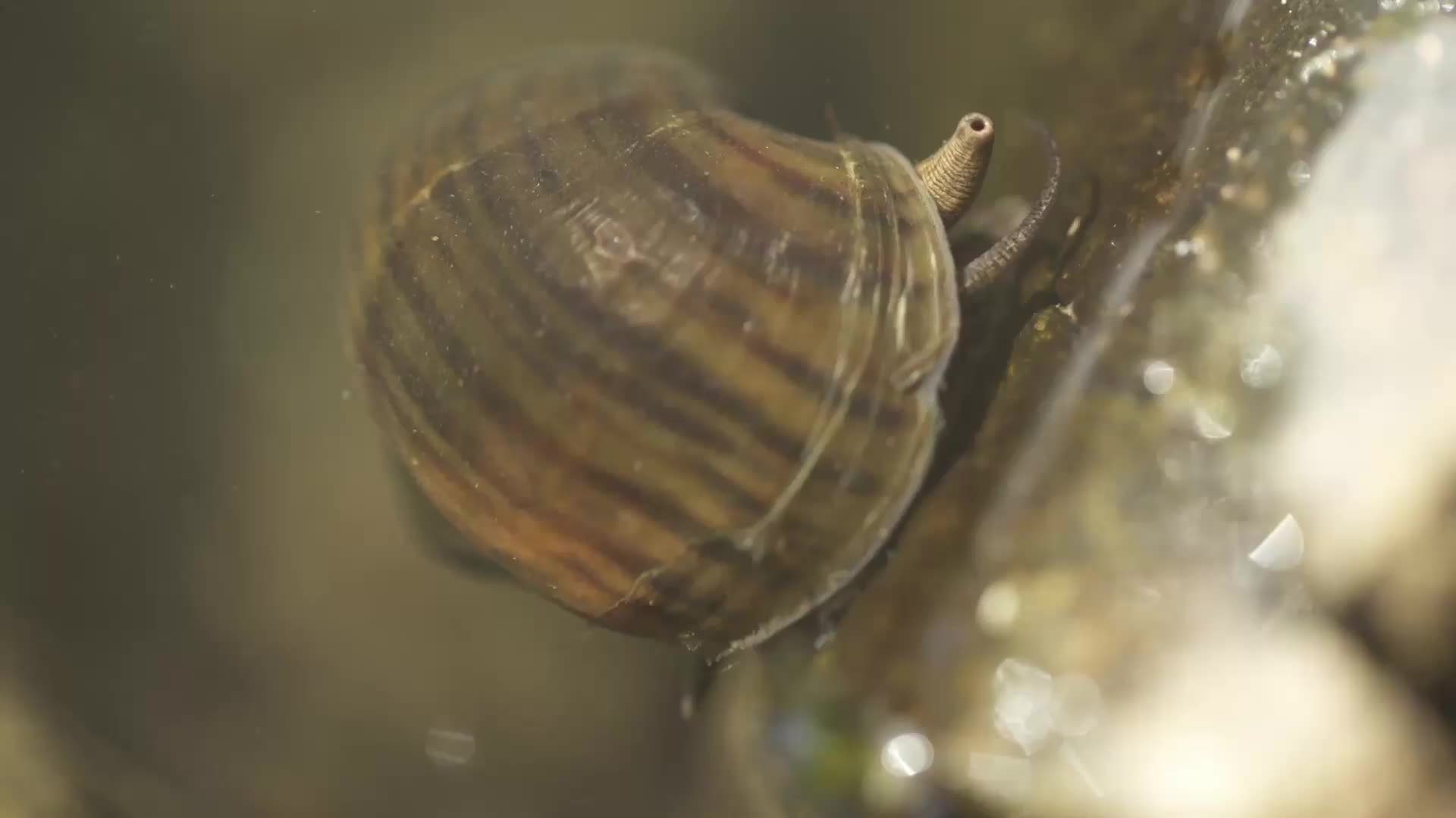 深圳梧桐山自然风景生态环境蜗牛视频的预览图
