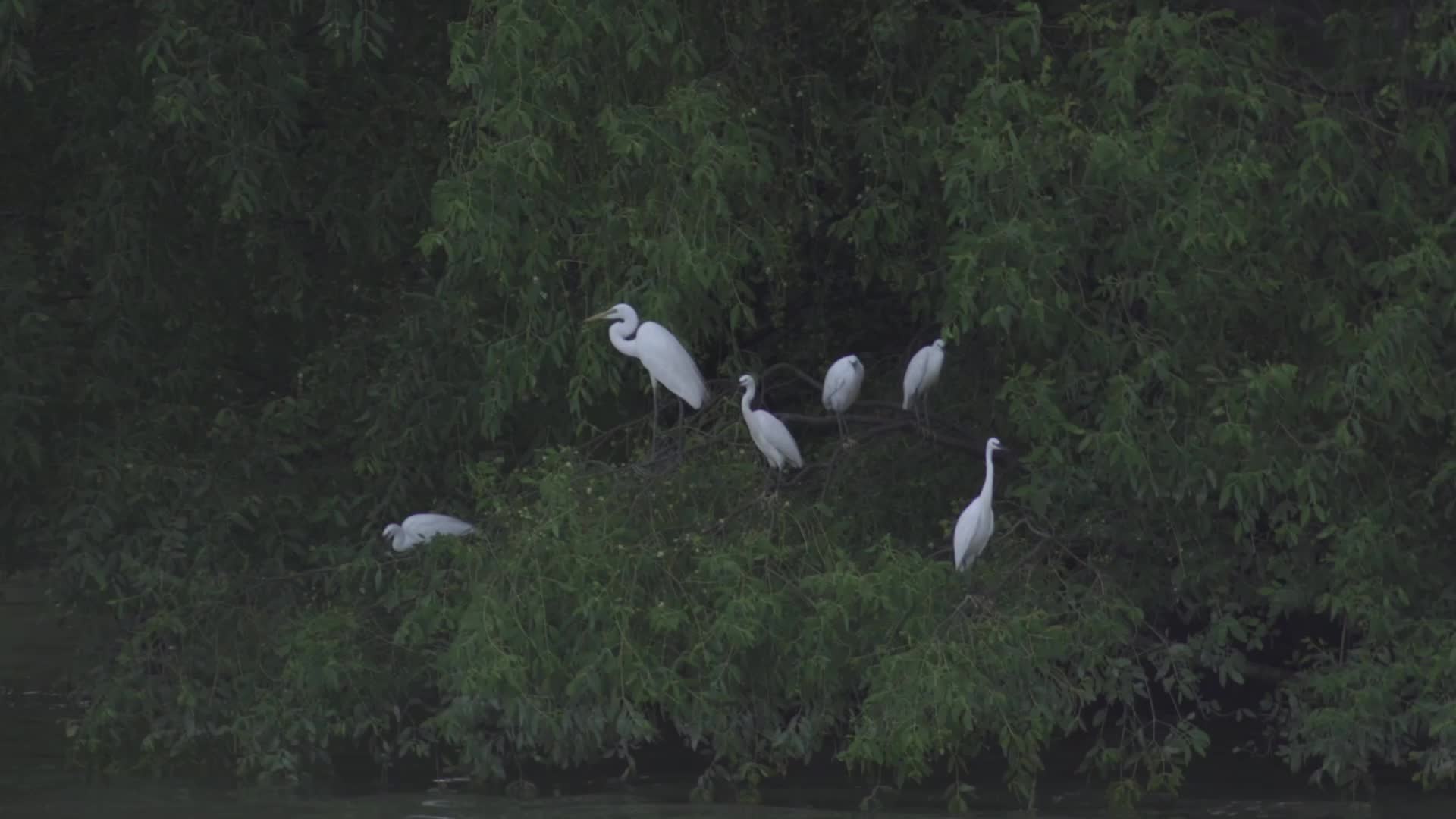 深圳梧桐山自然风景生态环境鸟类视频视频的预览图